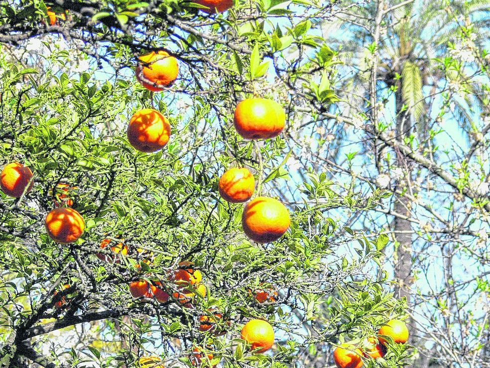 Orangen vom Baum pflücken
