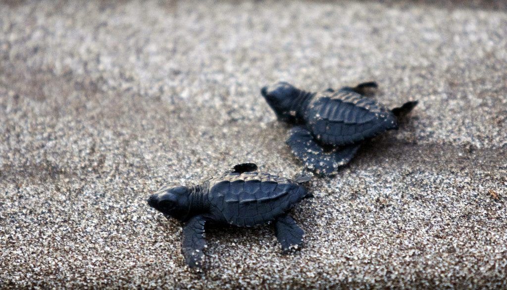 El Salvador wird zum Schildkrötenparadies
