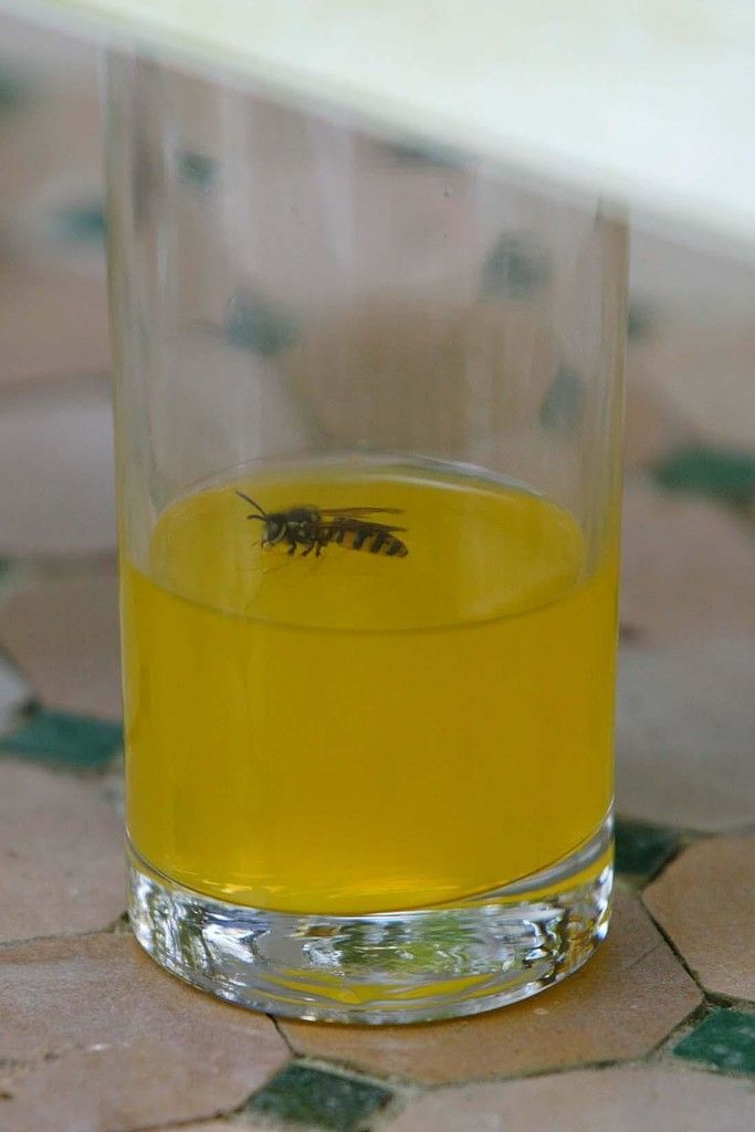 In dieser Form sind Wespen besonders gefährlich. Foto: Vn/hB