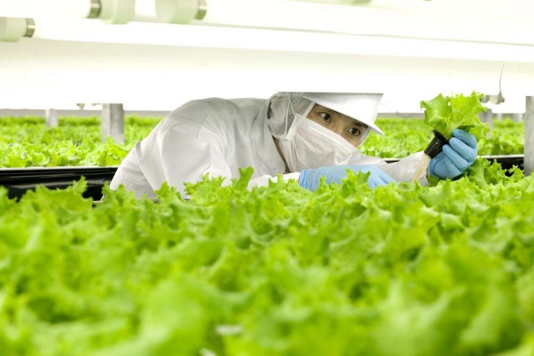 Künftig sollen Roboter Salate bewässern und ernten.  Foto: AFP