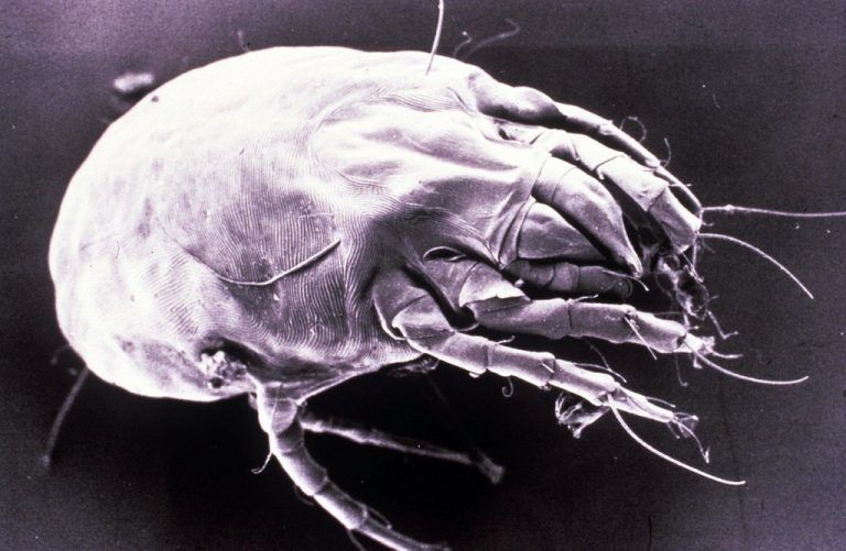 Mehr als 500 verschiedene Arten von Insekten, Spinnen, Milben und an-deren Tierchen haben US-Forscher in Haushalten ausfindig gemacht. dpa