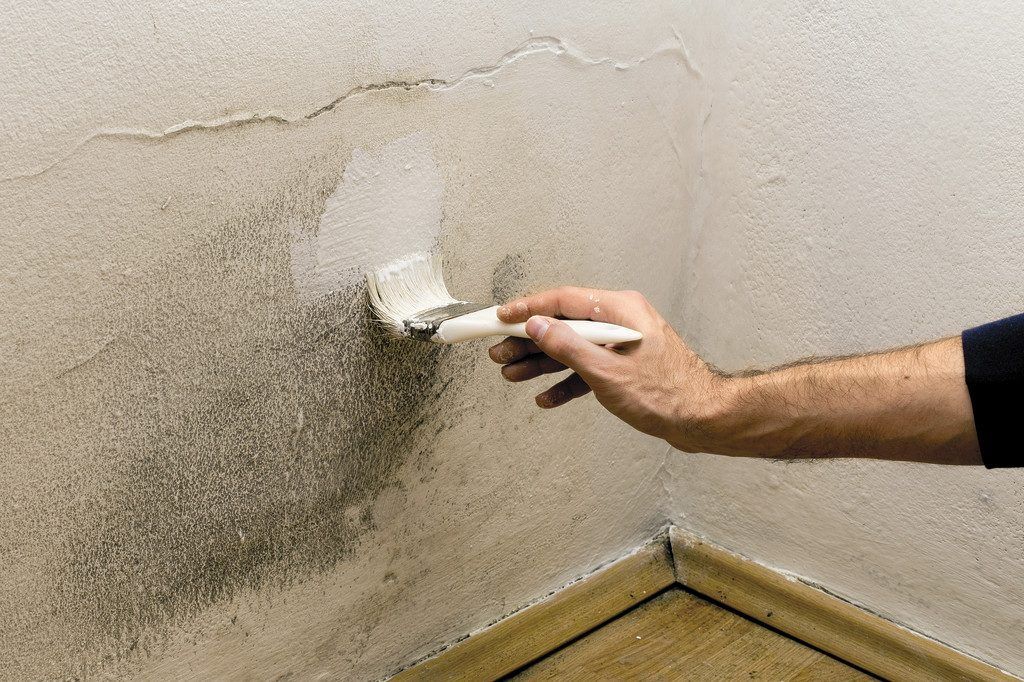 Irrtümer zum Schimmelbefall