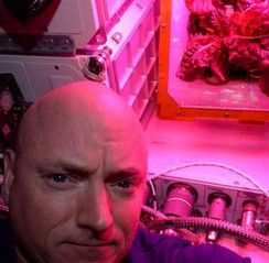 Scott Kelly postete ein Selfie mit dem Salat. Foto: Twitter