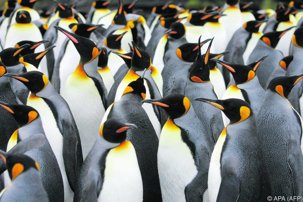 Riesige Kaiserpinguin-Kolonie stark bedroht