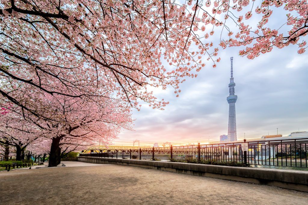 Tokio: Frau Misuzu sieht rosa