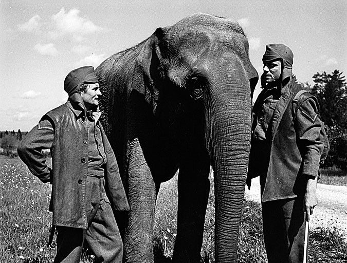 Spannende Dreharbeiten in Vorarlberg: Elefanten-Trainer André Beilfuss und Hauptdarsteller Oliver Reed (l.) mit Elefantendame Aida alias Lucy.