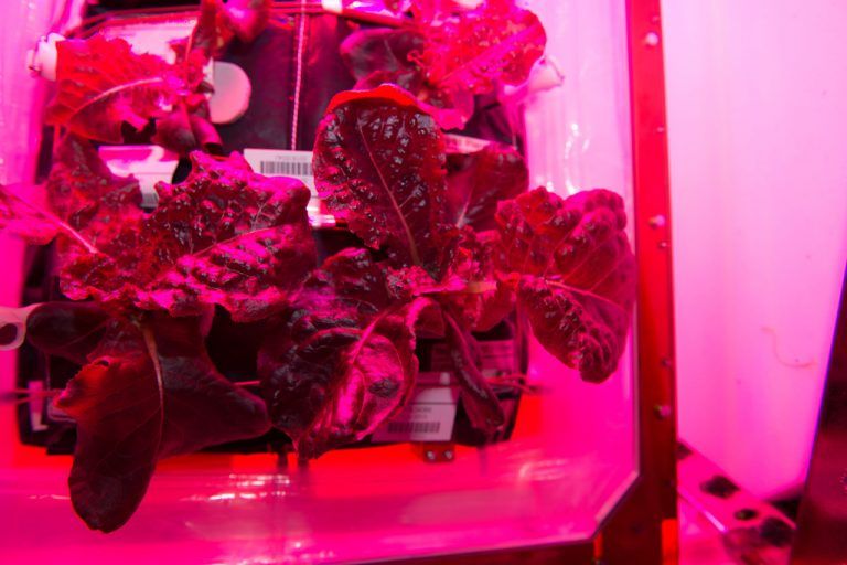 Der rote Römersalat war an Bord der ISS gezüchtet worden. Foto: AP