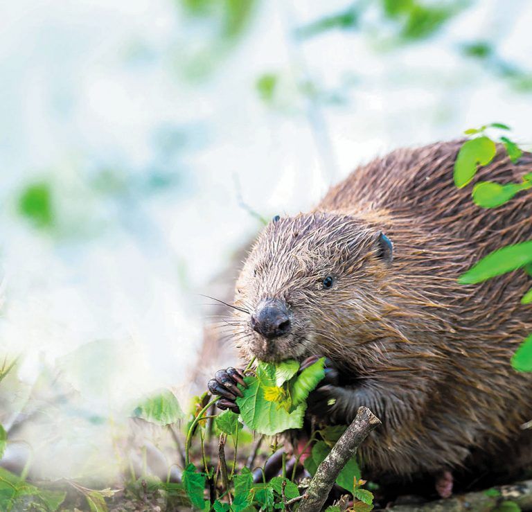 VN-Abonnenten lernen das größte heimische Nagetier zum Vorteilspreis kennen. Foto: christof angst