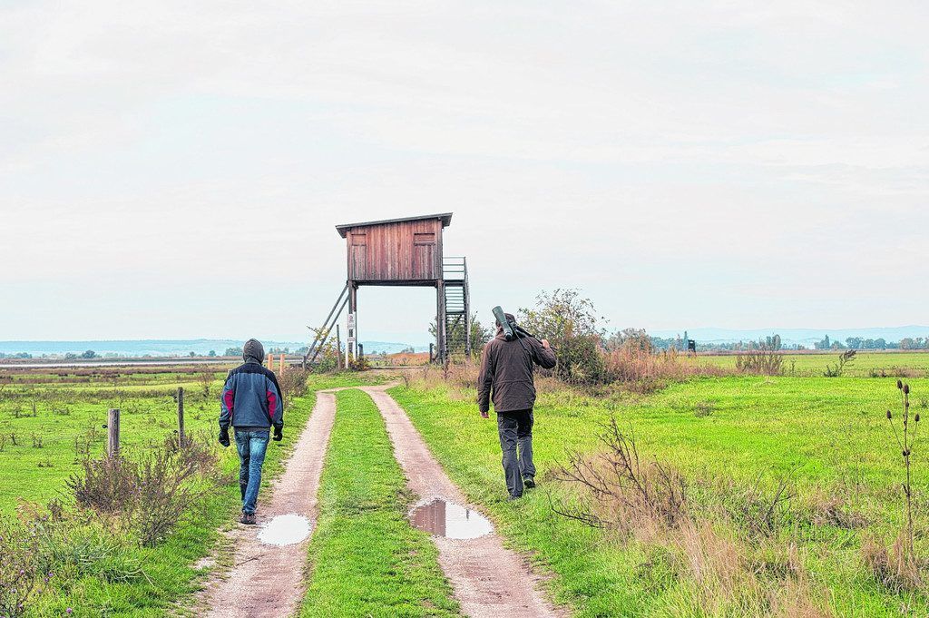 Auf Safari am Neusiedler See