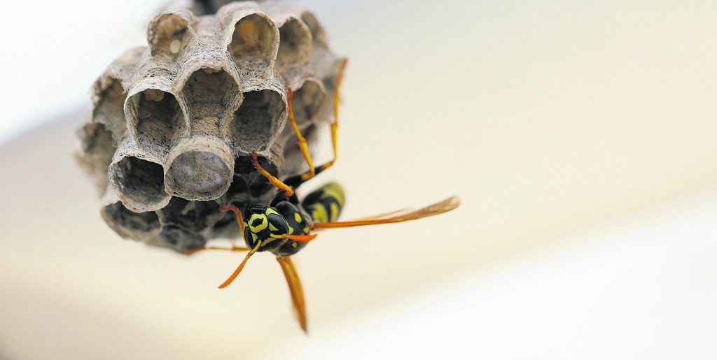 Insekten ohne Gift vertreiben