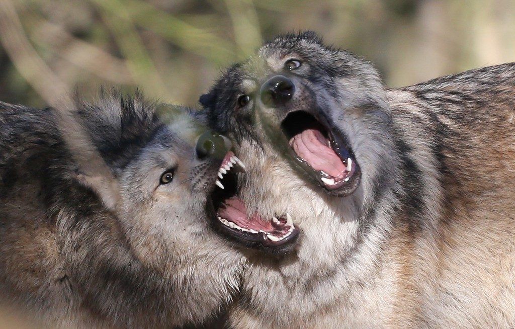 Auch die Entstehung eines Rudels in Vorarlberg hält Wolf-Experte Gerke für möglich.