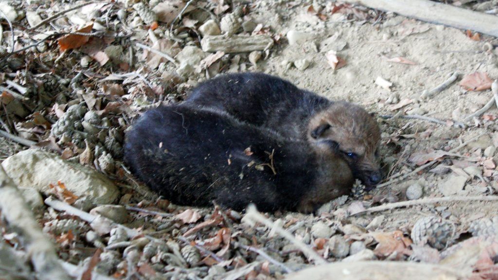 Wolfsnachwuchs wagt sich aus seinem Bau