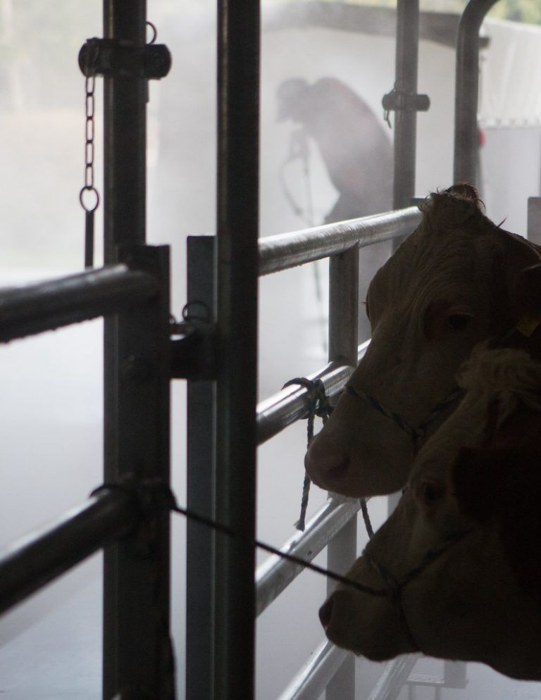 Zwei der fünf Rinder, die am Dienstag in der Tierkörperverwertungs­anlage Koblach auf ihren Tod warteten.   Fotos:VN/Hartinger