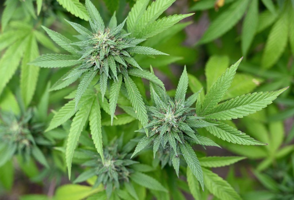 In Rankweil startet die Herstellung von Cannabis-Arzneimitteln