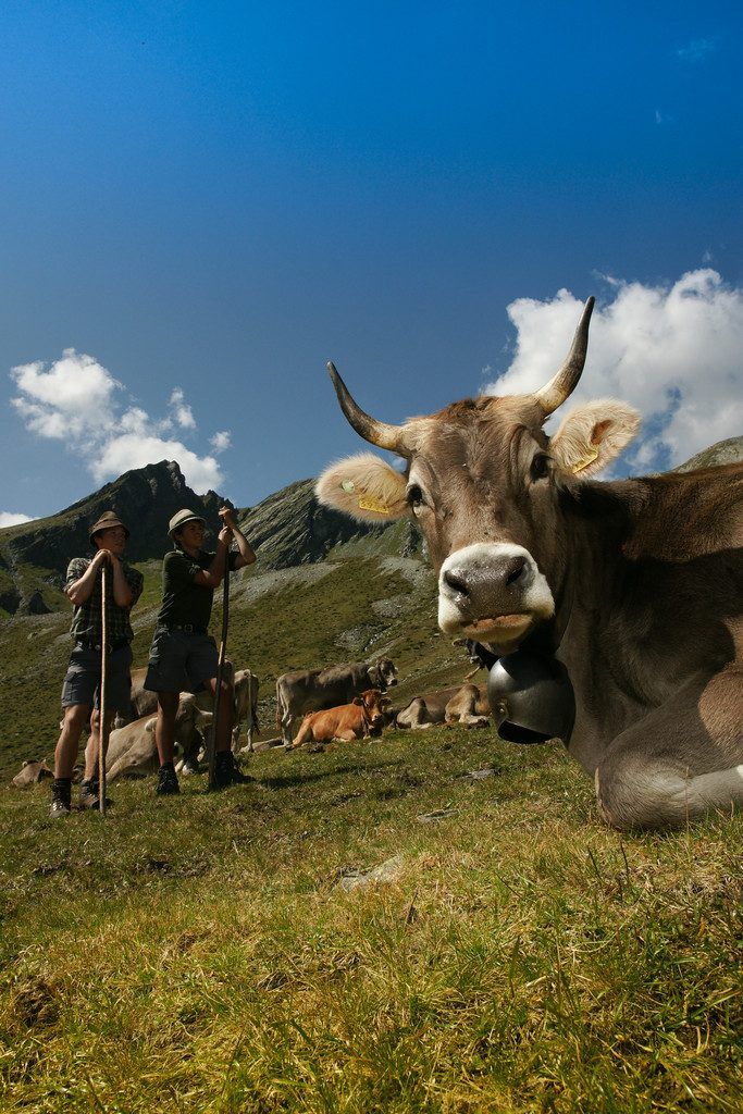 Wie viele Alpen werden heuer wie dicht besömmert? Es regiert Angst, und es geht um Geld.