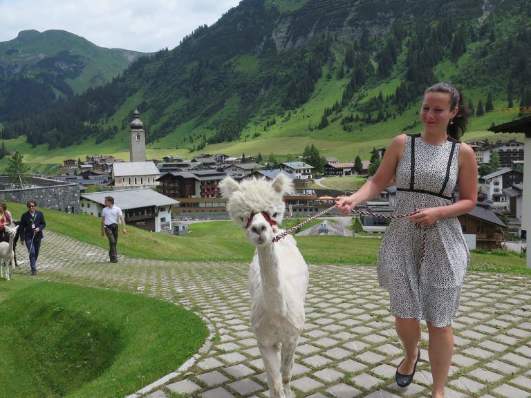 Beim Wandern mit Alpacas konnten einige der Besucher des Medicinicums so richtig entspannen und abschalten.