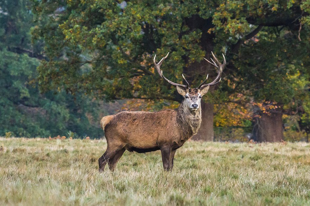 Die Geschichte der Jagd