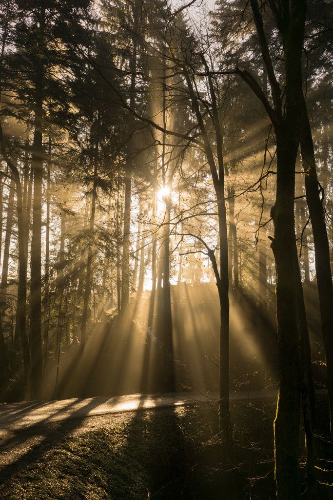 Der Wald hat mehr zu bieten, als man zunächst sieht. VN/KH