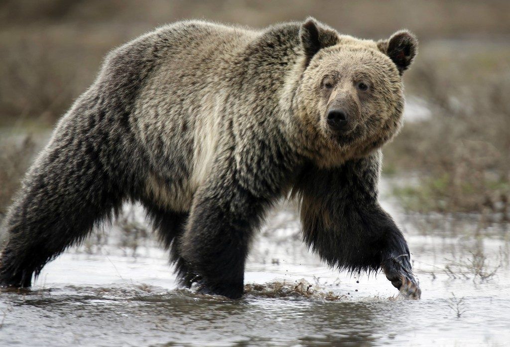 Wenn Grizzlys mit den  Eisbären anbandeln . . .