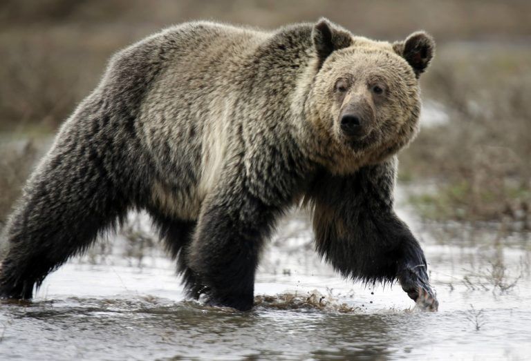 Die Hybridbären breiten sich in Teilen Alaskas und West-Kanadas aus. Grund dafür sind Forschern zufolge wärmere Temperaturen durch den Klimawandel.  Fotos: Reuters