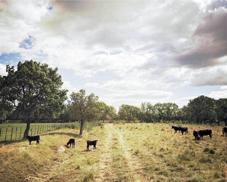 Die Stiere sieht man bei einer Fahrt durch die Camargue überall. Fotos: Beate Rhomberg (6), Shutterstock (1)