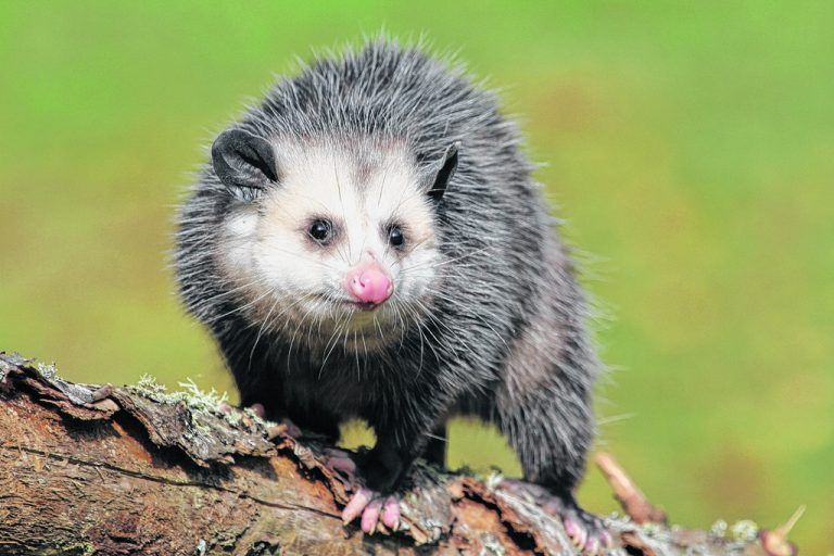 Die süßen Beuteltiere gelten leider als Plage. Foto: Shutterstock