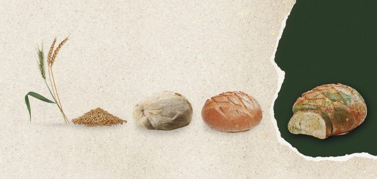 Erdbeere und Brot, Lebensmittel sind kostbar.Umweltverband