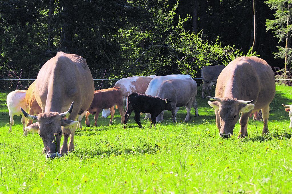 Die Kuh in effizienter Symbiose