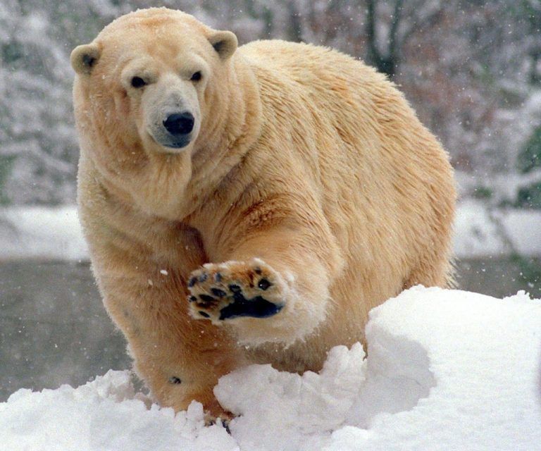 Wenn Grizzlys mit den  Eisbären anbandeln . . .