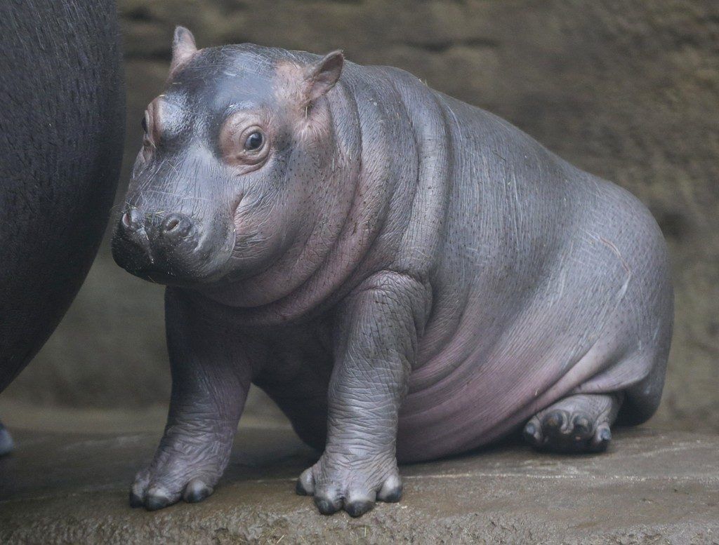 Knuffiger Dickhäuter