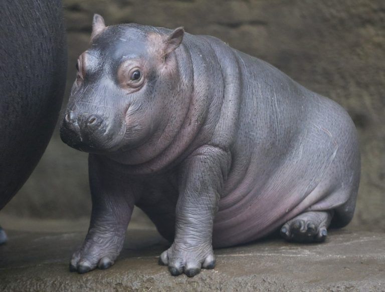 Knuffiger Dickhäuter