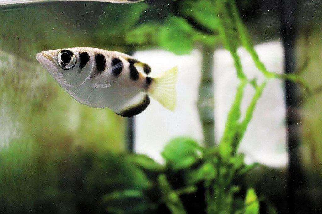 Fische können Gesichter unterscheiden