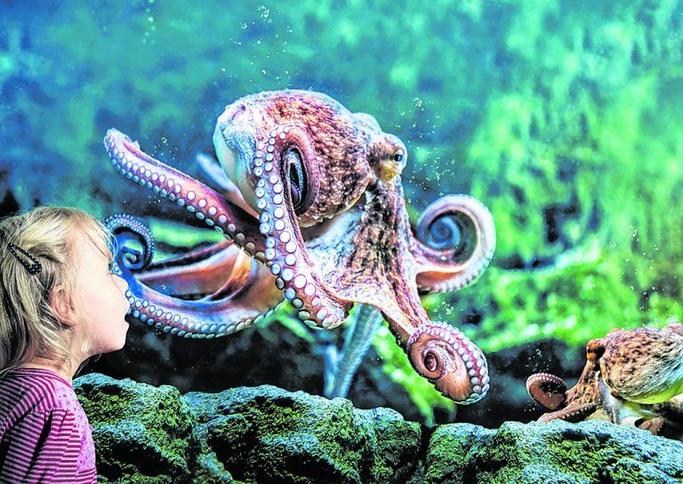 Im Sea Life in Konstanz gibt es 2016 einen Einblick in die wunderbare Welt der KrakenWelche Meerestiere sind ihre Lieblingstiere? Finden Sie es heraus: Im Sea Life in Konstanz kann man eintauchen in die faszinierende Welt von über 3500 Süß- und Salzwasserfischen. Der 2015 neu gestaltete Themenbereich „Regenwald“ begeistert mit faszinierenden Tieren. Nur 2016 ermöglicht die neue Sonderausstellung „Oktopus Höhle“ einen Einblick in die wundervolle Welt der Kraken. Dabei lernt man, dass diese Meeresbewohner äußerst geschickt sind und über erstaunliche geistige Fähigkeiten verfügen.