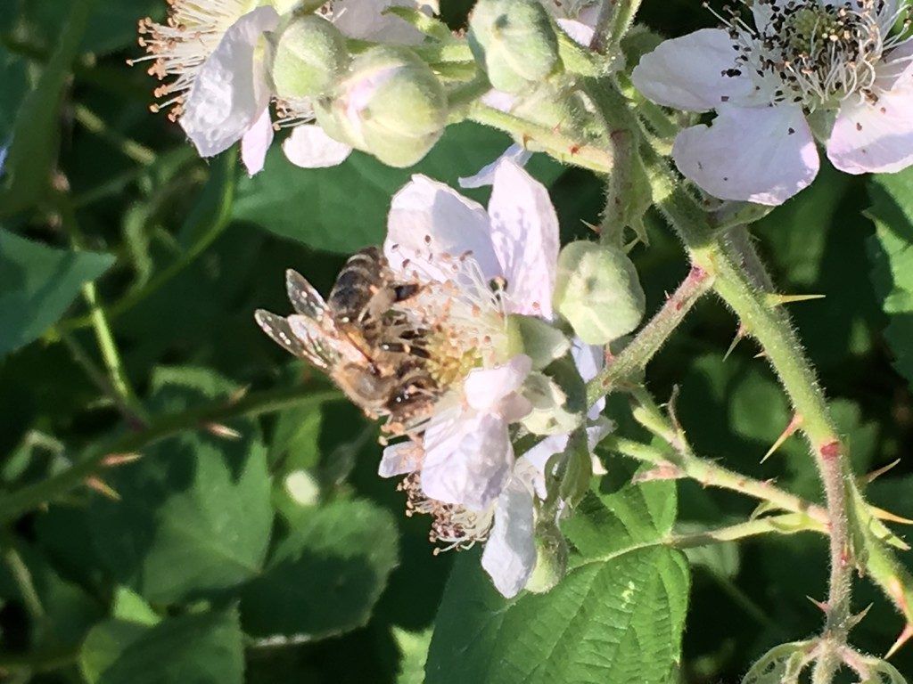 Botschafter für ein blühendes Ländle