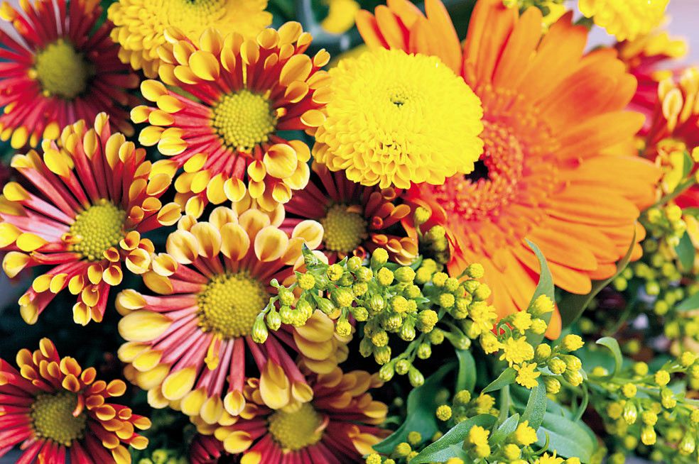 Donnerstag ist immer VN-Schnittblumentag