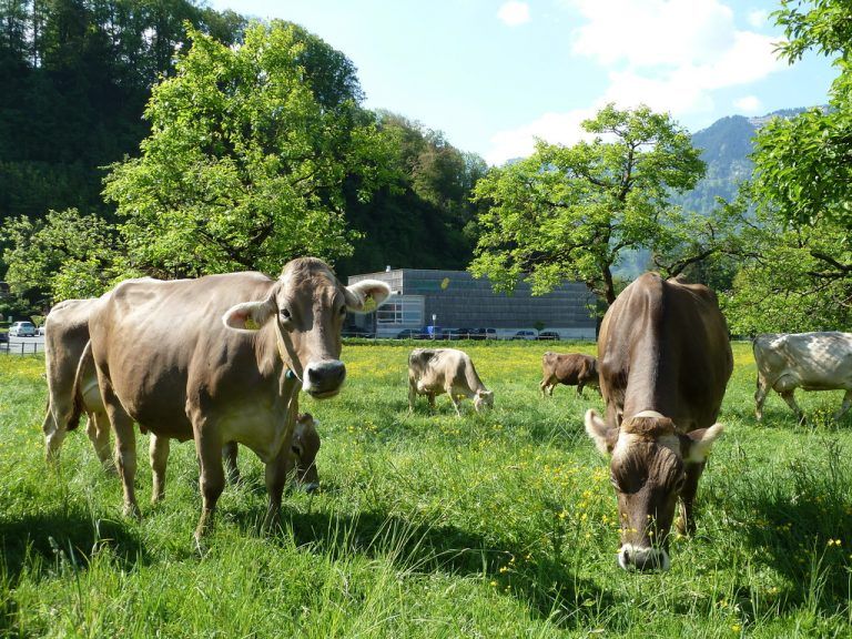 Josef Moosbrugger: „Unsere Landwirte schauen schon aus nachhaltigen bäuerlichen Interessen auf den guten Zustand des Bodens.“