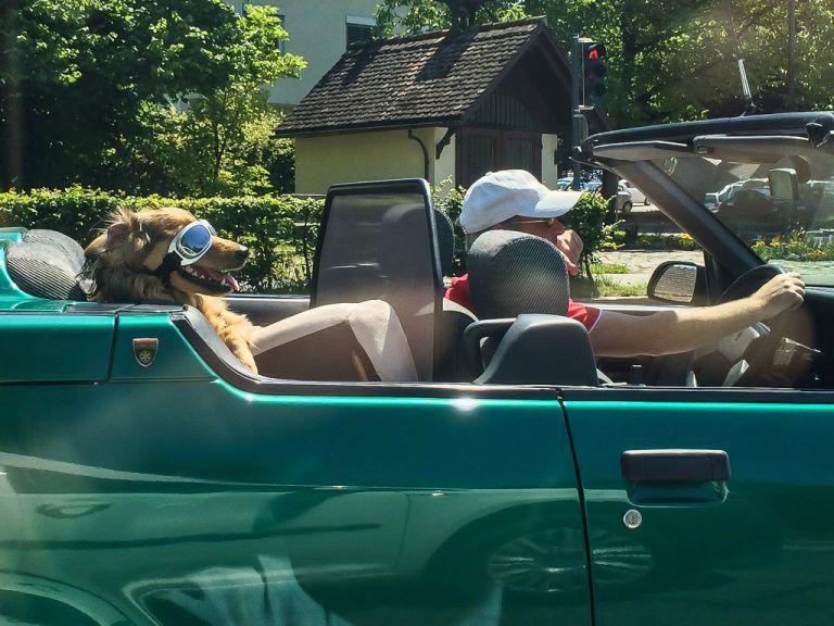 Ein Nagetier und die Wetterregel Vorarlberger Nachrichten VN.at