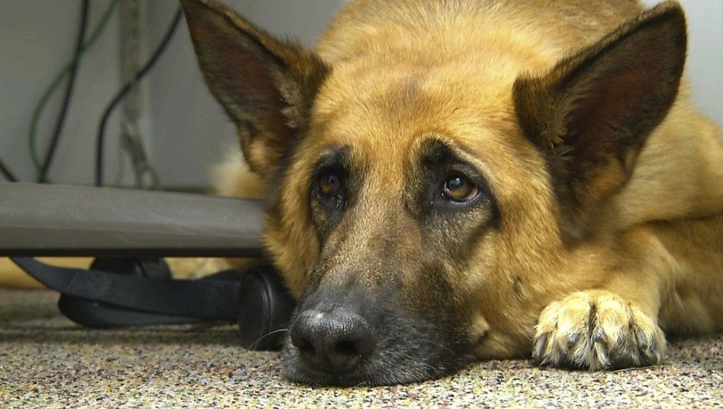 Hoch die Braue: Woher kommt der Hundeblick?