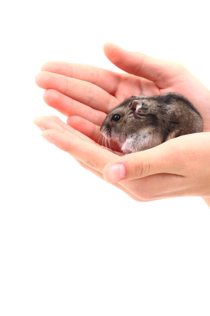 Menschen verarbeiten Stress ähnlich wie Mäuse.  Foto: apa