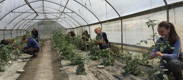 Mit viel Liebe zur Natur ziehen und betreuen die Schülerinnen ihre Pflanzen im schulischen Folientunnel.