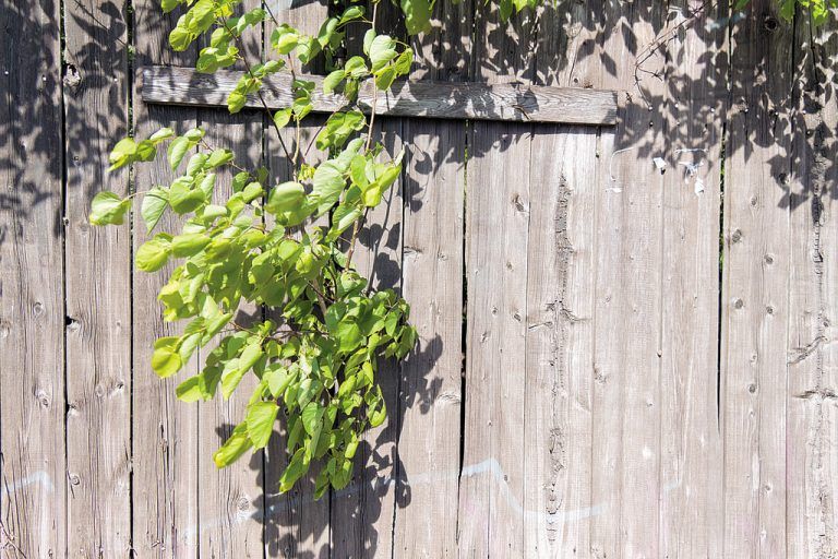 Pflanzen halten sich nicht immer an die vom Menschen gesetzten Grenzen. Foto: Shutterstock