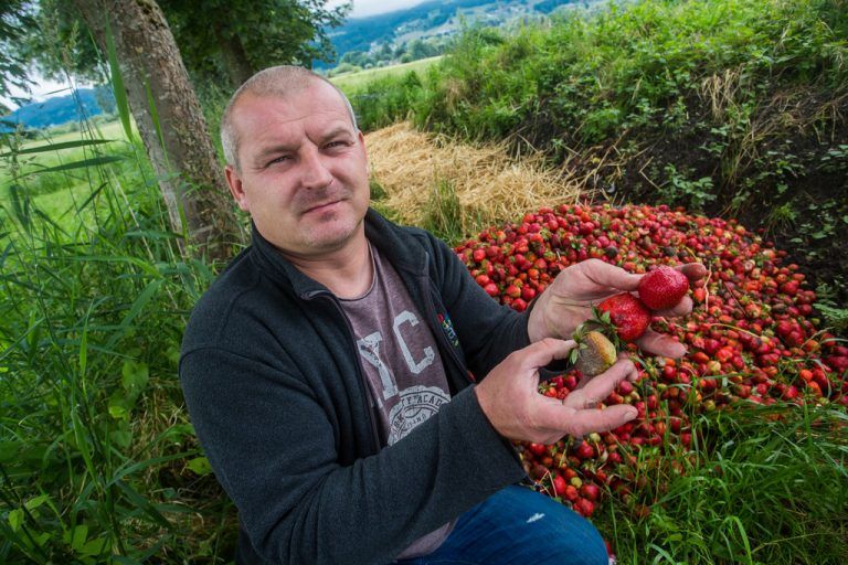 Radek Dyderski vor einem Haufen verfaulter Erdbeeren neben dem Feld. Fotos: VN/Steurer