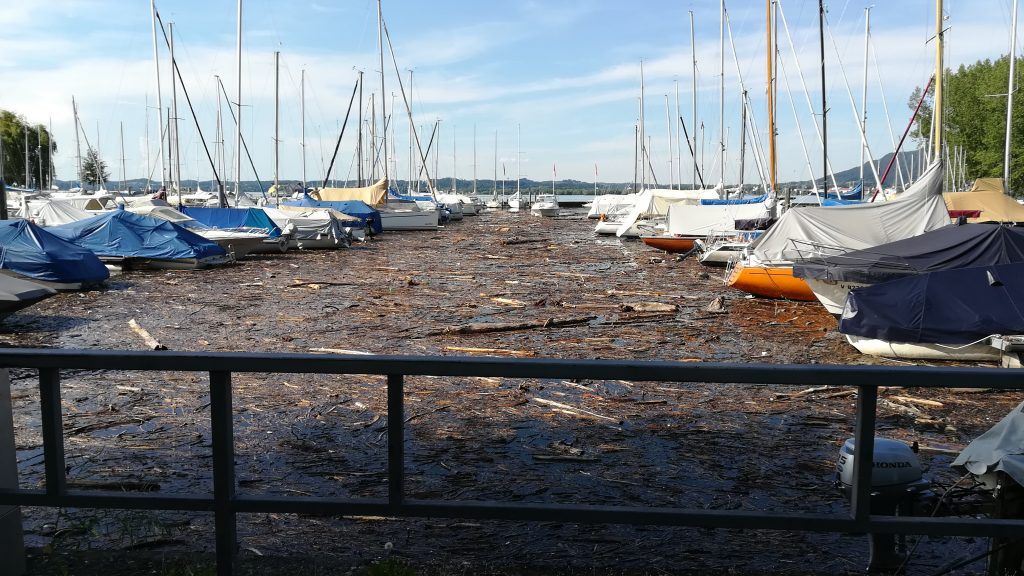 Treibholzknatsch am Bodensee
