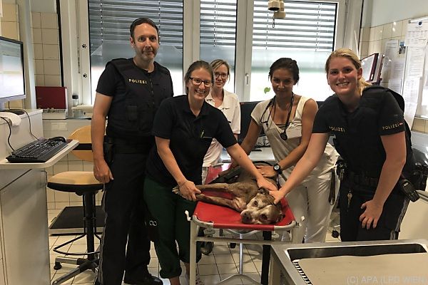 Polizisten retteten Hund aus überhitztem Auto in Wien