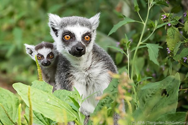 Katta-Jungtier im Tiergarten Schönbrunn geboren