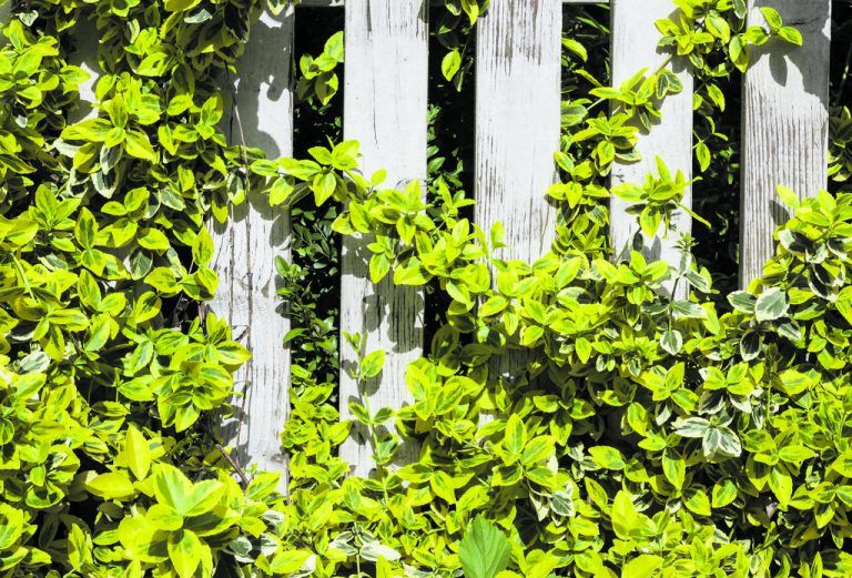 Äste und Wurzeln halten sich nicht an Grundstücksgrenzen.foto: Shutterstock
