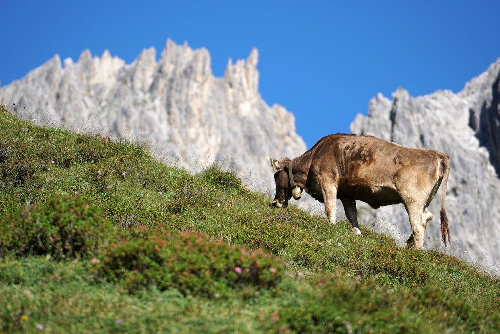 Nach TBC 52 Tiere getötet