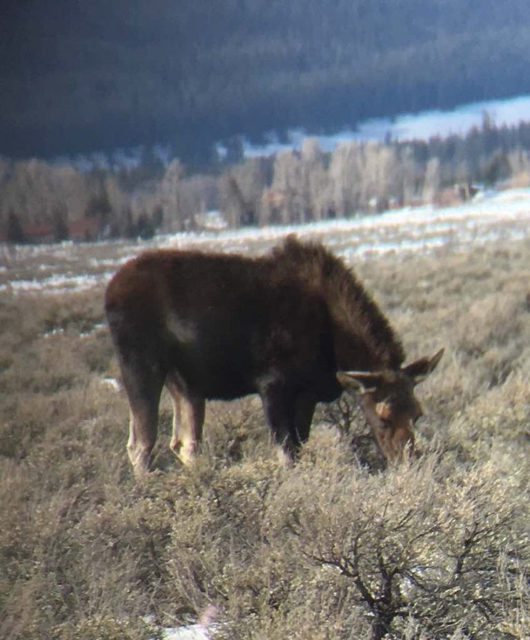 Am Straßenrand äsende Elche sieht man immer wieder.