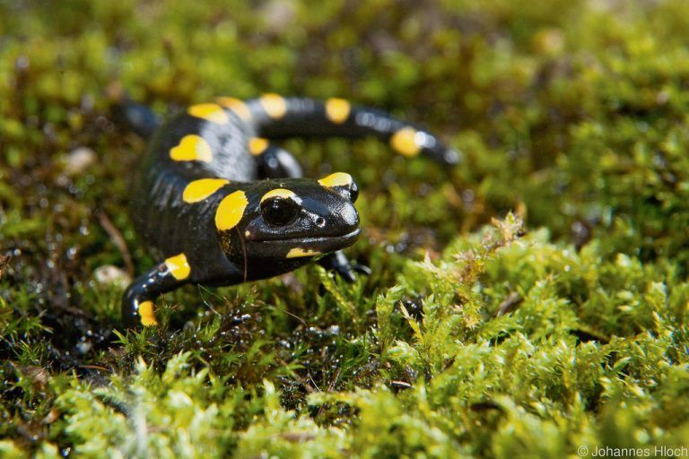 Auch das Beutegebiet der Feinde sei den Amphibien nach dem Aufwachen wieder präsent. Die gespeicherten Informationen sind für die Feuersalamander lebenswichtig. Foto: APA
