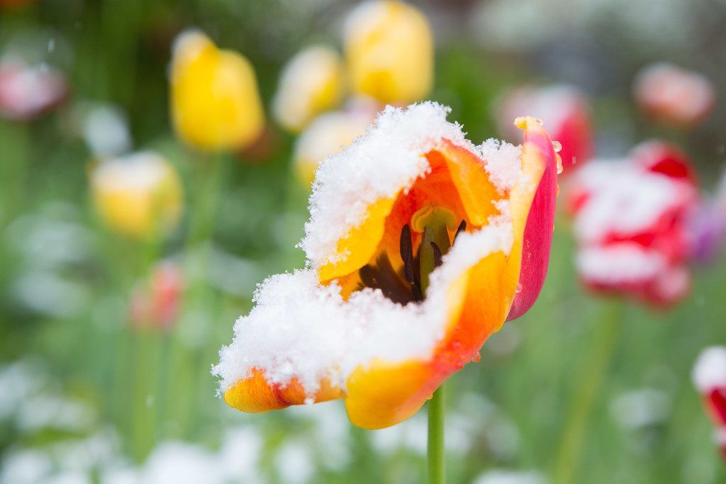 Angekündigte Frostnächte drohen Apfel-, Birnen- und Kirschenernte zu vernichten.
